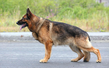 vom Wildweg German Shepherds - Dog Breeders