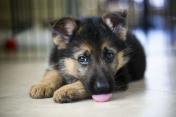 Sale German Shepherd Dogs - Dog Breeders