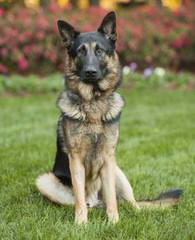 ALLE STERNE HAUS GERMAN SHEPHERDS - Dog Breeders