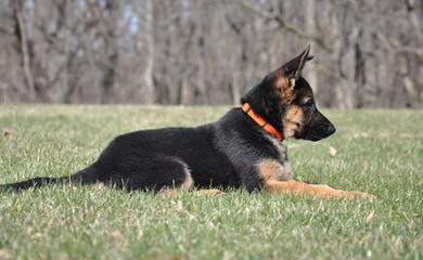 Champion Lines At Family Prices! Black/Red, Black/Tan, Sable - Dog and Puppy Pictures