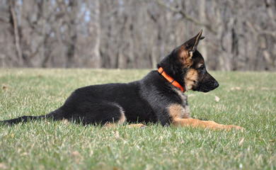 Gallant Edge German Shepherds - Dog and Puppy Pictures