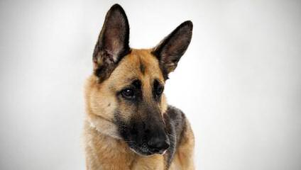 Vom Wanerhaus German Shepherd - Dog Breeders