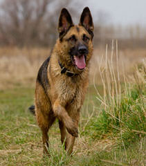 The Right German - Dog and Puppy Pictures