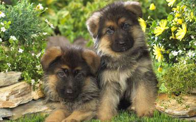 Vom Birkenhof Shepherds - Dog Breeders