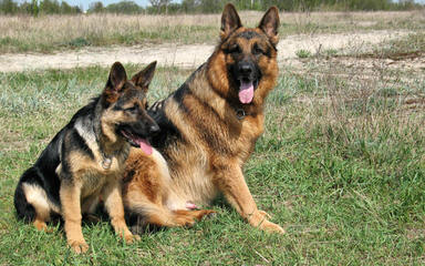 Tiltonhaus German Shepherds - Dog and Puppy Pictures