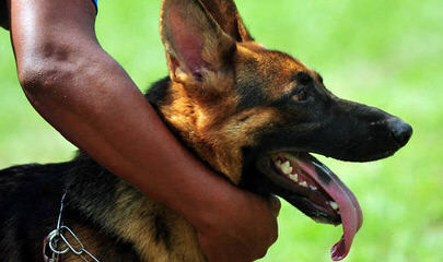 Red Barn German Shepherd - Dog and Puppy Pictures