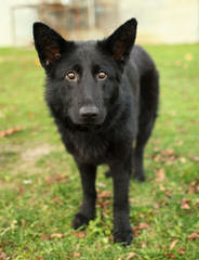 Blackjack’s German Shepherds - Dog Breeders