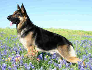 Von Doran’s German Shepherds - Dog Breeders