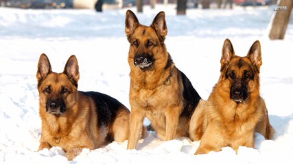 Von Der Stadtrand German Shepherd Breeder - Dog Breeders