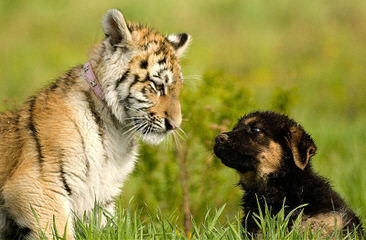 Tori German Shepherds - Dog Breeders