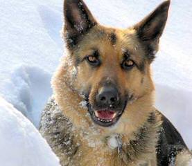 Coton De Tulear/German Shepehreds - Dog Breeders