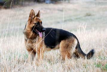 Sotto German Shepherds - Dog Breeders