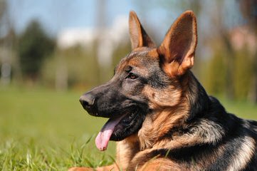 Camelot Shepherds - Dog and Puppy Pictures