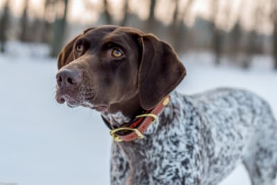 German Shorthaired Pointer Dogs and Puppies