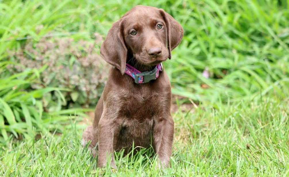 German Shorthaired Pointer Dogs and Puppies