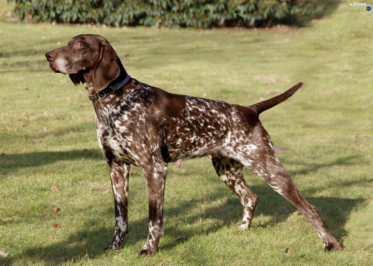 German Shorthaired Pointer Dogs and Puppies