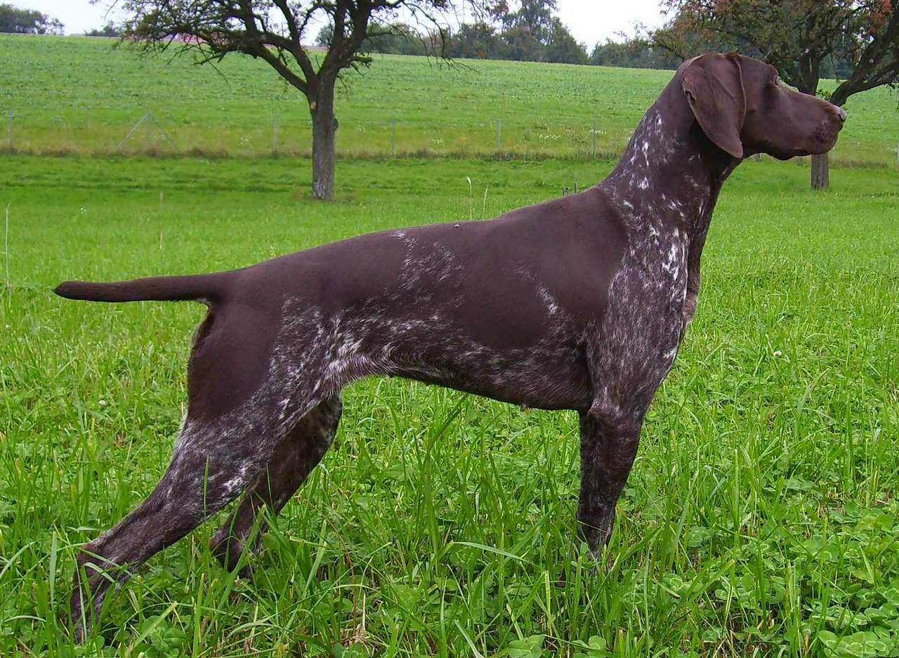 German Shorthaired Pointer Dogs and Puppies