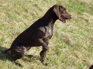 Breeding The Versatile Gsp Since 1972 - Dog Breeders