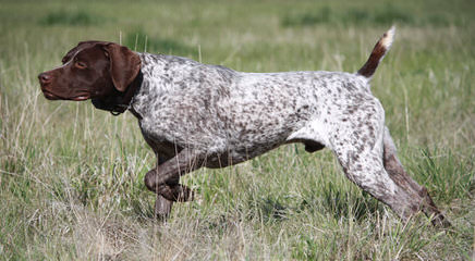 Hunting Dog Trainer.Net - Dog and Puppy Pictures