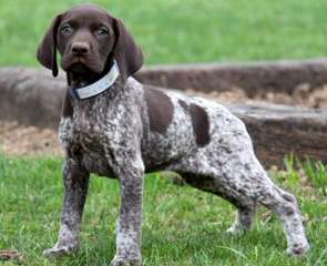 Akc German Shorthair Pointers - Dog Breeders