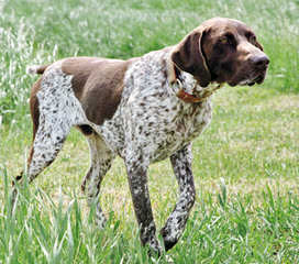 Akc German Shorthair Pointers - Dog and Puppy Pictures