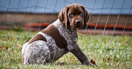 German Shorthaired Pointer Puppies - Dog Breeders