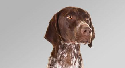 German Shorthair Pups! - Dog Breeders