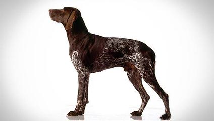 German Shorthair Puppies - Dog and Puppy Pictures