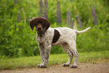 German Shorthair Pointer Puppies - Dog Breeders