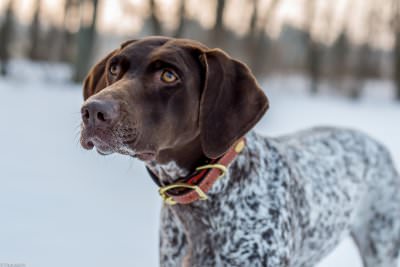 Akc German Shorthair Pointers - Dog Breeders