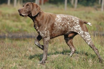 German Shorthaired Pointer Puppies - Dog Breeders