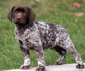 German Shorthair Pointer - Dog and Puppy Pictures
