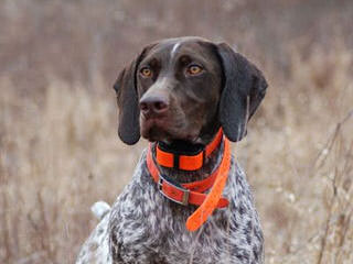 German Shorthaired Pontiers Top Akc Bloodlines - Dog Breeders