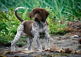 German Shorthaired Pointer Puppies - Dog and Puppy Pictures