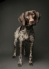 German Shorthaired Pontiers Top Akc Bloodlines - Dog and Puppy Pictures