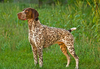 German Shorthaired Pointer Pups - Dog Breeders