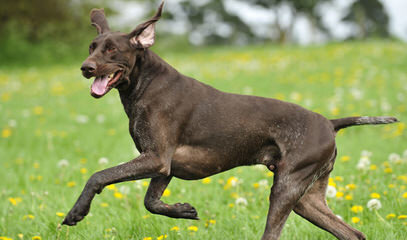 German Shorthaired Pointers - Dog Breeders