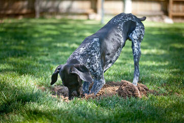 German Shorthaired Pointers - Dog Breeders