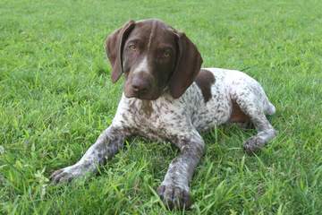 German Shorthaired Pointer Puppies - Dog and Puppy Pictures