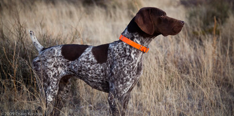 Hunting Dog Trainer - Dog and Puppy Pictures