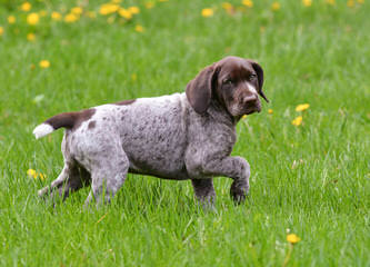 Panhandle Pointers - Dog and Puppy Pictures