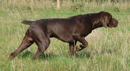 Breeding The Versatile German Shorthaired Pointer Since 1972 - Dog and Puppy Pictures