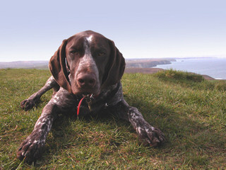 Gsp Pup, 10 Wk Old Male - Dog Breeders