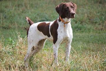 NORD BOHEMIA SHERAM - Dog Breeders