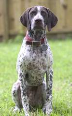 German Shorthair Pointer Puppies - Dog Breeders