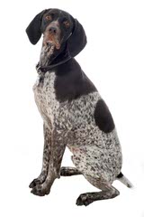German Wirehaired Pointers - Dog Breeders