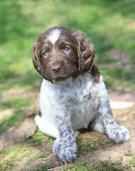 Gsp Litter- Only Three Left! - Dog Breeders