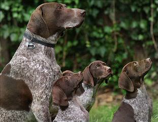 German Shorthaired Pointer Pups - Dog Breeders