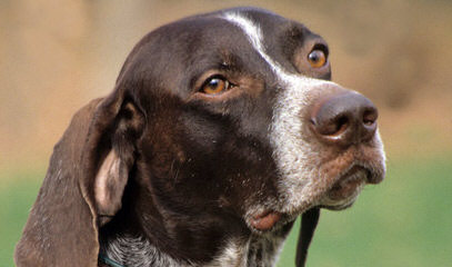 Gunrunner’s Registered Gsp Puppies - Dog Breeders