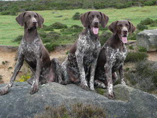 German Wirehaired Pointers - Dog Breeders